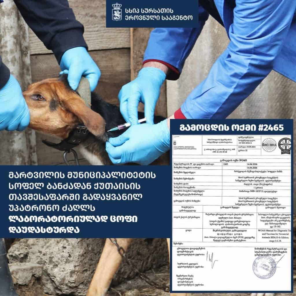 მარტვილის მუნიციპალიტეტიდან ქუთაისის თავშესაფარში გადაყვანილ უპატრონო ძაღლს ცოფი დაუდასტურდა